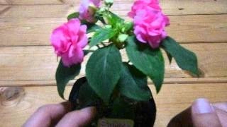 インパチェンスの育て方 日常管理 切り戻しと鉢上げ Youtube