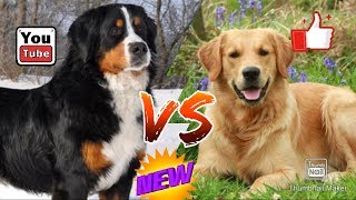 #Бернский зенненхунд против Золотистого ретривера// Animals Battle//