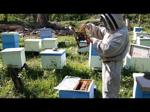 ვიდეო-67. მწიფე სადედეების მიღება და დაობლებულ ოჯახებში მიცემა