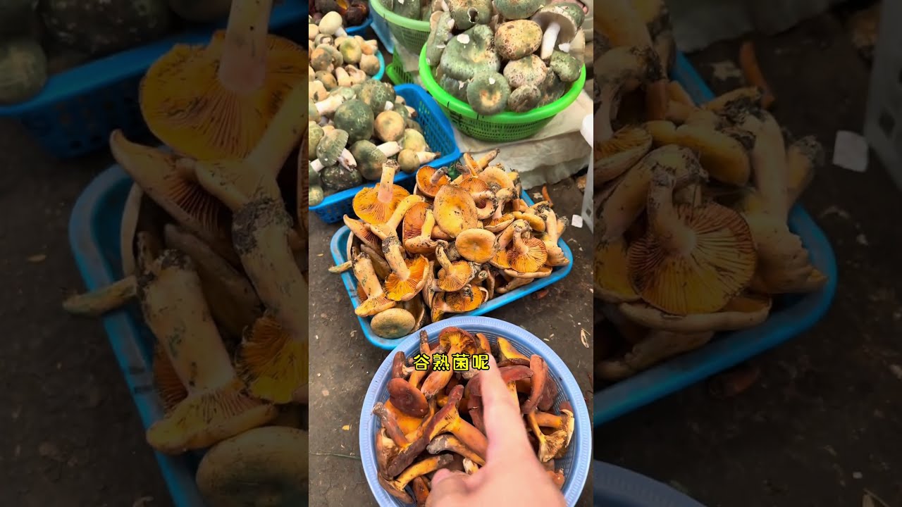 You Think Yunnan People Are All Eating Wild Mushrooms This Season But In Fact We Can T A 0f28c