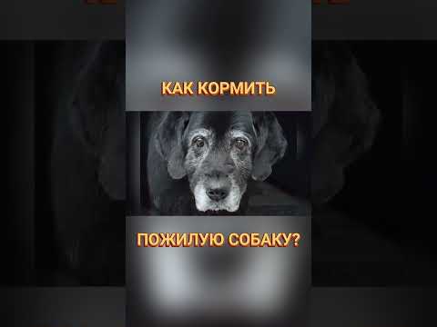 🐕📝🐾 Как кормить пожилую собаку?