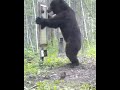 Bear and mirror