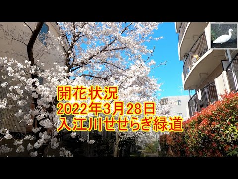 九分咲き　桜の開花状況　2022年3月28日　入江川せせらぎ緑道