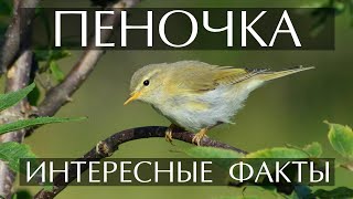 Пеночка - Интересные Факты (Фото, Видео, Пение)