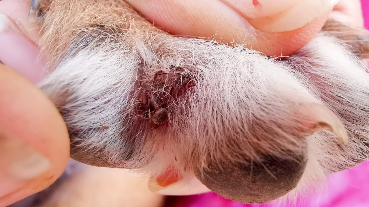 tick on dog leg