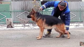 Кобель Немецкой овчарки Ципро Шварцез Меер. Одесса. Кобель Немецкой овчарки Ципро Шварцез Меер. Одесса.