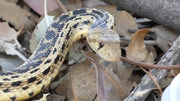 Gopher snake drinking water part 1