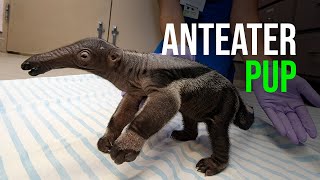 Giant Anteater Born at Zoo Miami!