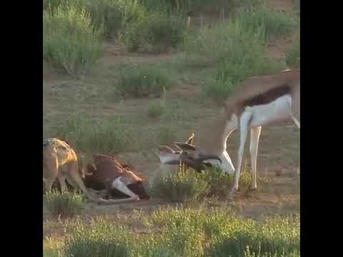 Video: Impala-antilooppi: eläimen ominaisuudet