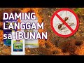 Langgam sa Ibunan Paano Maiwasan | Kiah Diwa