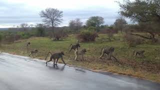Baboon Troop On The Move