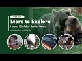 Happy Birthday Brown Bears | More to Explore Live Show