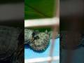 Beautiful turtles, peaceful moments. 🐢🍃