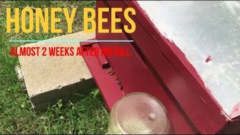 Inspecting Bee Hive 2 weeks after Installation