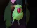 Papa Parrot Birds Talkingparrot Cute Pets Cuteparrot Vialshorts Nonstoptalkingparrot Funny Papa Parrot Birds Talkingparrot Cute Pets Cuteparrot Vialshorts Nonstoptalkingparrot Funny