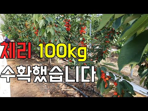 체리 수확하는 모습 (체리 100kg 따는일도 쉬운일은 아닙니다)