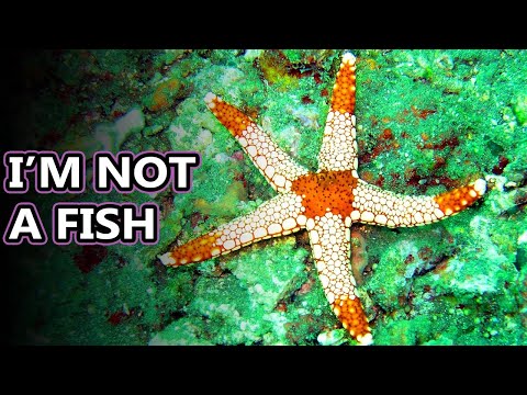 starfish-facts:-really-they're-sea-stars-|-animal-fact-files