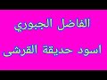 الاسود في السودان حالها اكعب من بشة الفاضل الجبوري