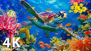Under Red Sea 4K  Beautiful Coral Reef Fish in Aquarium, Sea Animals for Relaxation  4K Video #48
