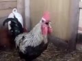 Ayam nyanyi metal