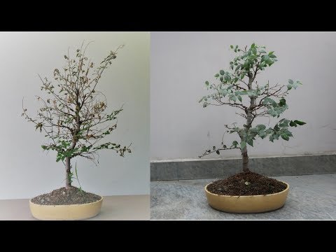 Video: Hackberry Tree Care - Paano Palaguin ang Hackberry Trees