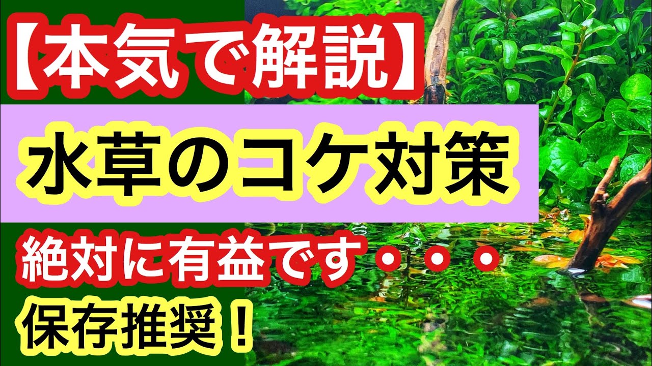 水草のコケ対策完全版 プロの水草に付くコケの除去方法をすべて公開します Youtube