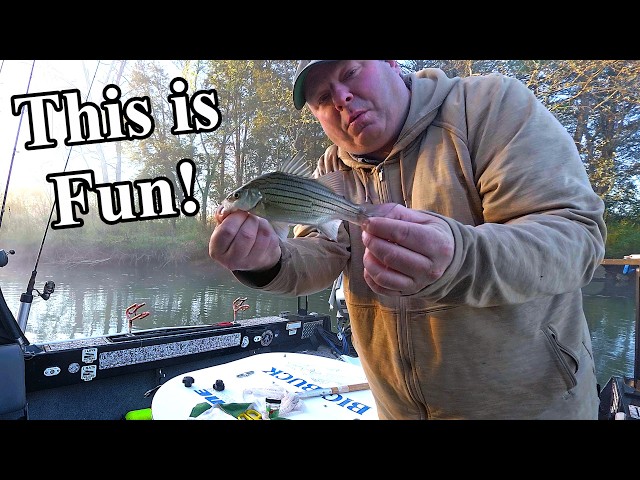 bass fishing with berkley gulp minnows Gulp! Minnow line up Catching Small True Bass with