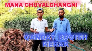 Chuvalchang boqishning OSON usuli biogumus. | Abdusattor aka