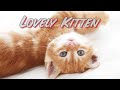 😻 Lovely Kitten Moments 2025 | Sweet &amp; Funny Cat Videos to Melt Your Heart 🐾 #Kitten #Pets #Cat