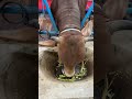 An angry red Shahiwal bull #bulls #cow #bullfarm  #cattleworld #vairalshort #animals #strongbull