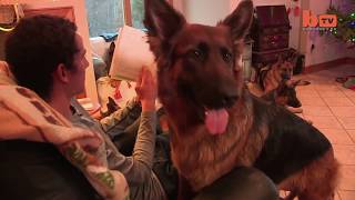 Dog Whisperer  Trainer Walks Pack Of Dogs Without A Leash