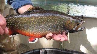 MassWildlife Trout Spawning Fall 2014