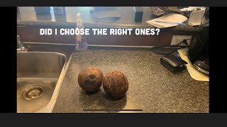 Germinating store bought coconuts (yard update)