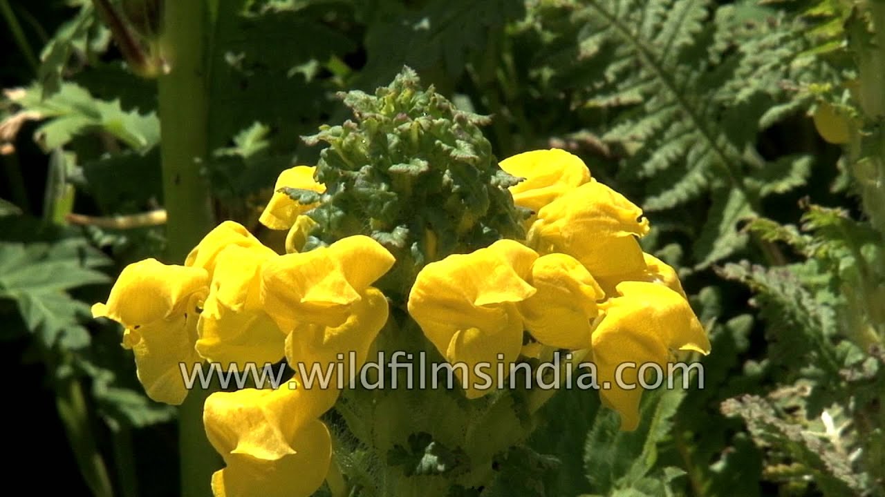 Horned Lousewort, Lousewort (Pedicularis bicornuta) in Valley of Flowers, Uttarakhand Himalaya