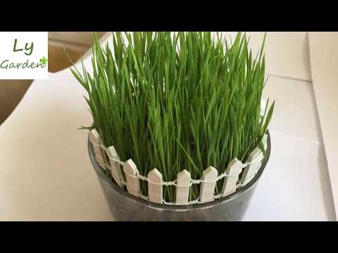Video Hướng dẫn trồng chậu mạ non để bàn - youtube