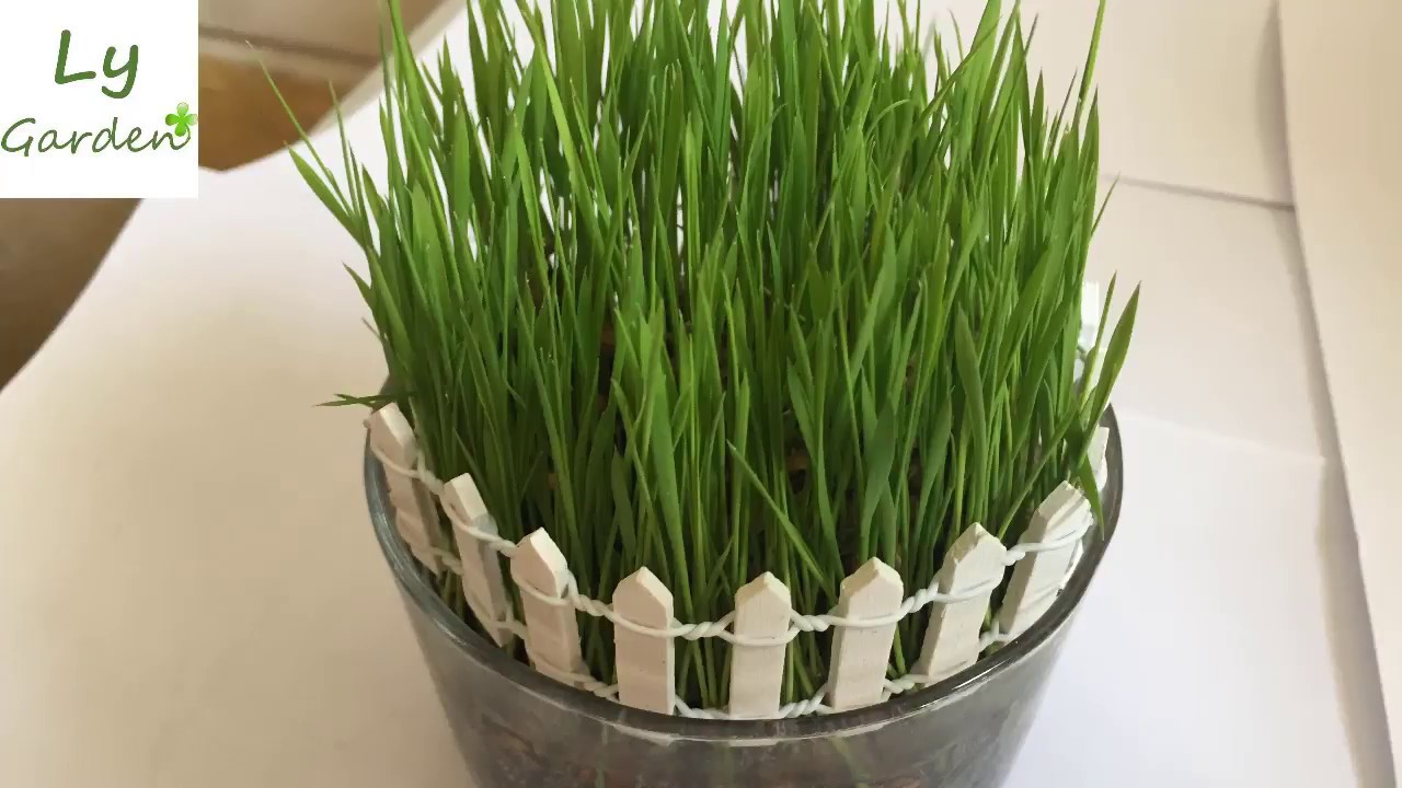 Hướng dẫn trồng chậu mạ non để bàn - YouTube