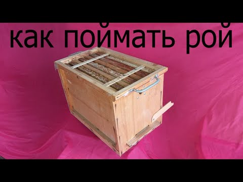 Ловушка для роя своими руками