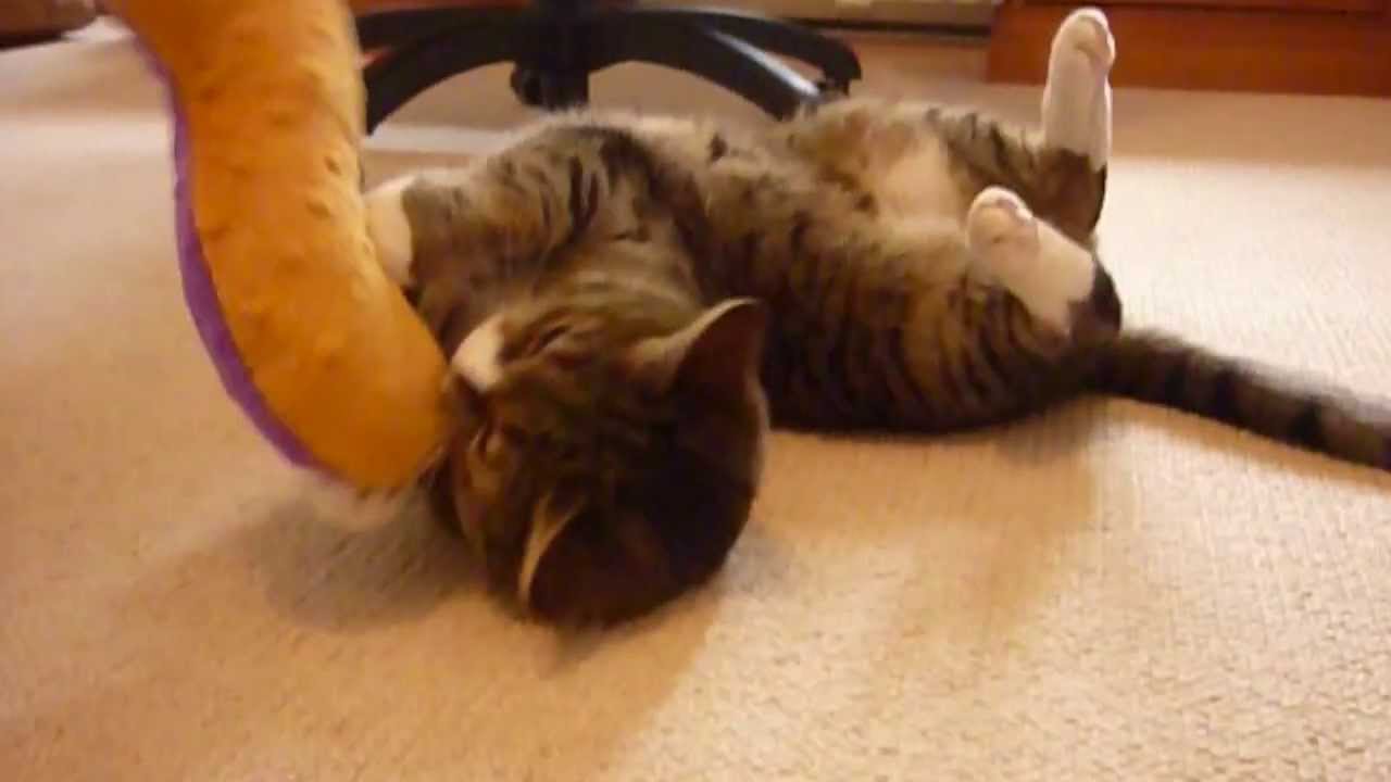 Petstages Catnip Wrestle & Romp Cat Toy YouTube