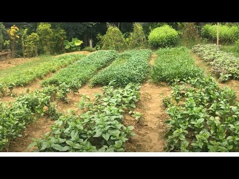 Video 7 Loại Rau Chịu Khô Hạn Trồng Vào Mùa Hè ở Miền Bắc -... - youtube