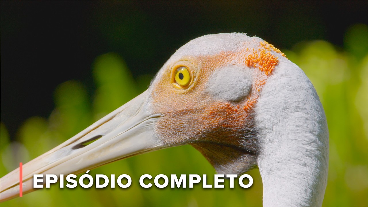 Os buracos de água: Bolsões secretos do paraíso | Segredos da Austrália Selvagem 107