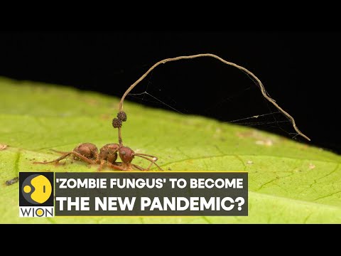 Zombie Fungus: Fungal pandemic can turn humans into zombies? | World News | WION
