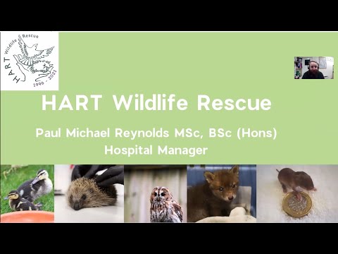 HART Wildlife Rescue Zoom Talk For Wild Winchester Group