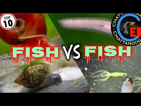Fish vs Fish .... Nasty edition