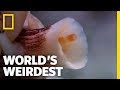 The Deadly Cone Snail | World's Weirdest