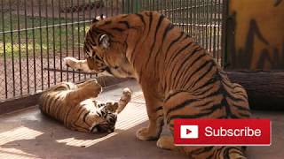 Tiger Playing With His Tender Tiger Cub, Is a True Love.