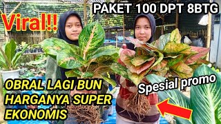 OBRAL BUNGA AGLONEMA MURAH PAKET 100 RIBU DAPAT 8 POT