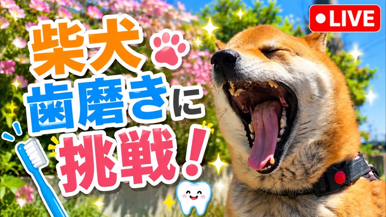 手を食いちぎられながら歯磨き挑戦