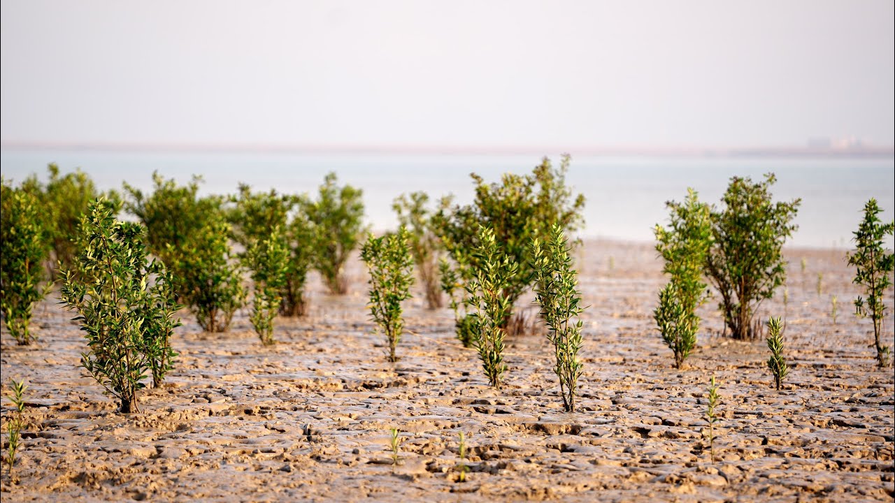 المانغروف يرسخ جذوره على سواحل البصرة بعد تقديم التسهيلات اللازمة من قبل وزارة الزراعة