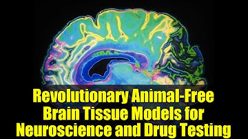 Revolutionary Animal-Free Brain Tissue Models for Neuroscience and Drug Testing