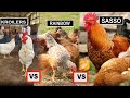 Chickenswhy is  kroiler sasso the best farming business you can do over rainbow  dr isa luigare